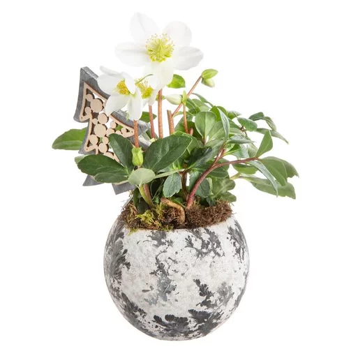 Composition de Noël hellebore multicolore pot aquarelle