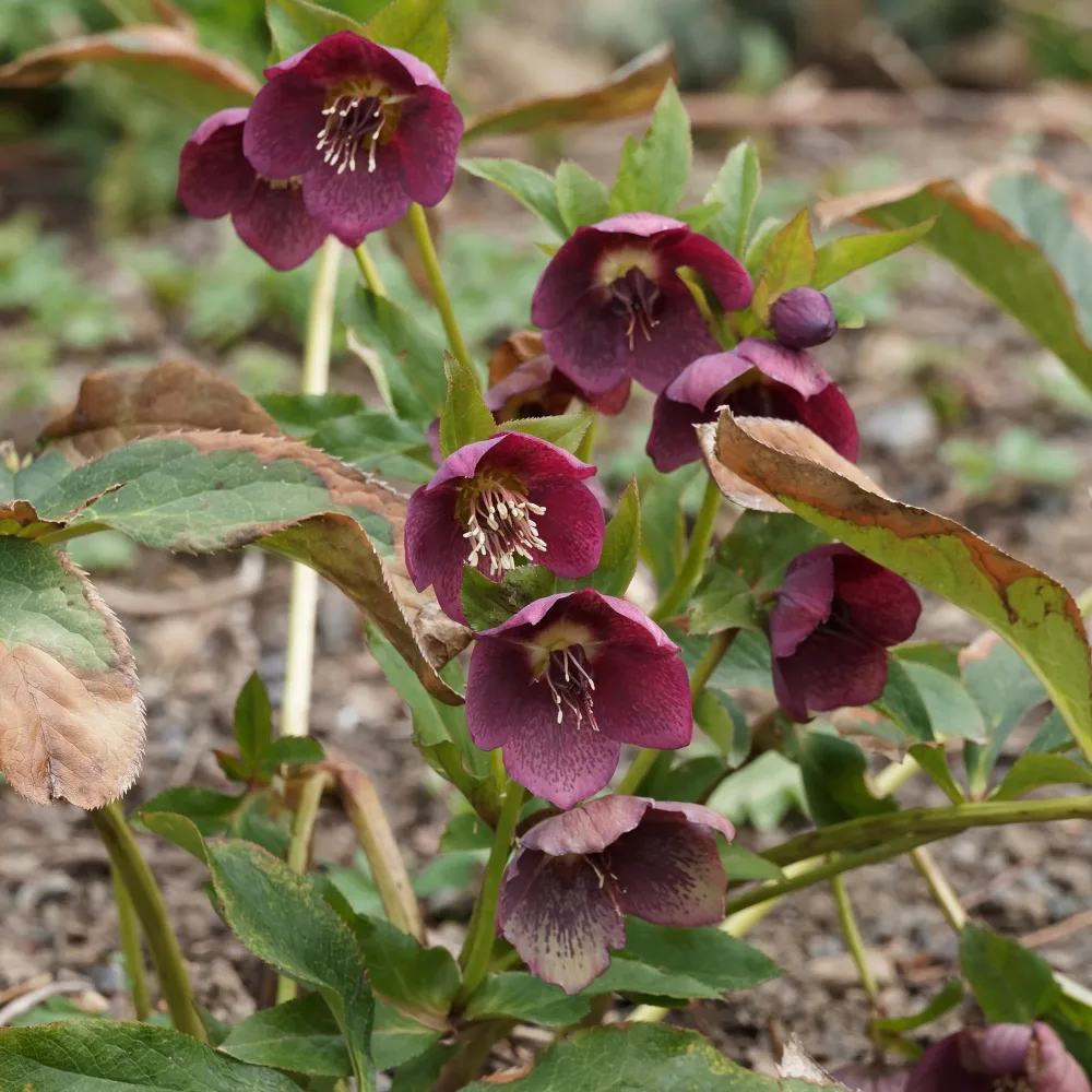 Hellébore d'Orient Red Hybrids Helleborus orientalis red hybrids