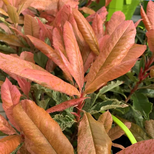 Photinia Serratifolia Pink Crispy® coloris rose. Le pot de 8 litres