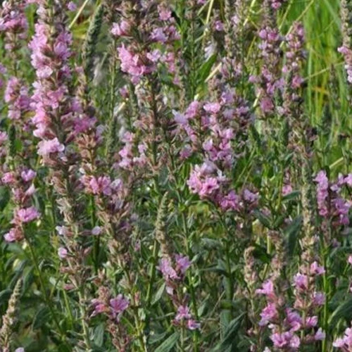 Salicaire Pink Tails Lythrum salicaria pink tails
