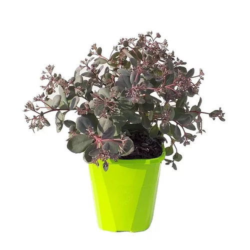 Sedum X Plum Dazzled - Le pot de 2 litres