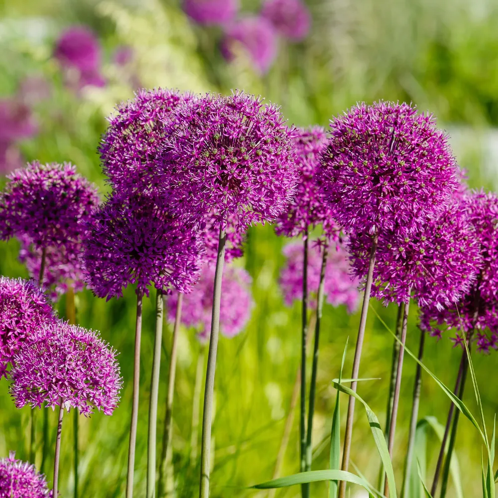 10 Alliums Purple sensation Allium aflatunense Purple Sensation