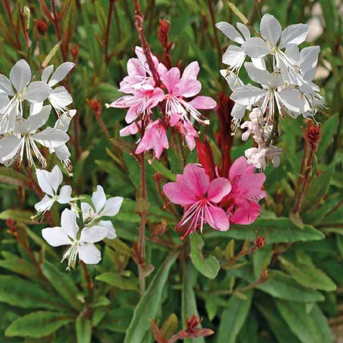Gaura - Le pot de 12 x 12 cm