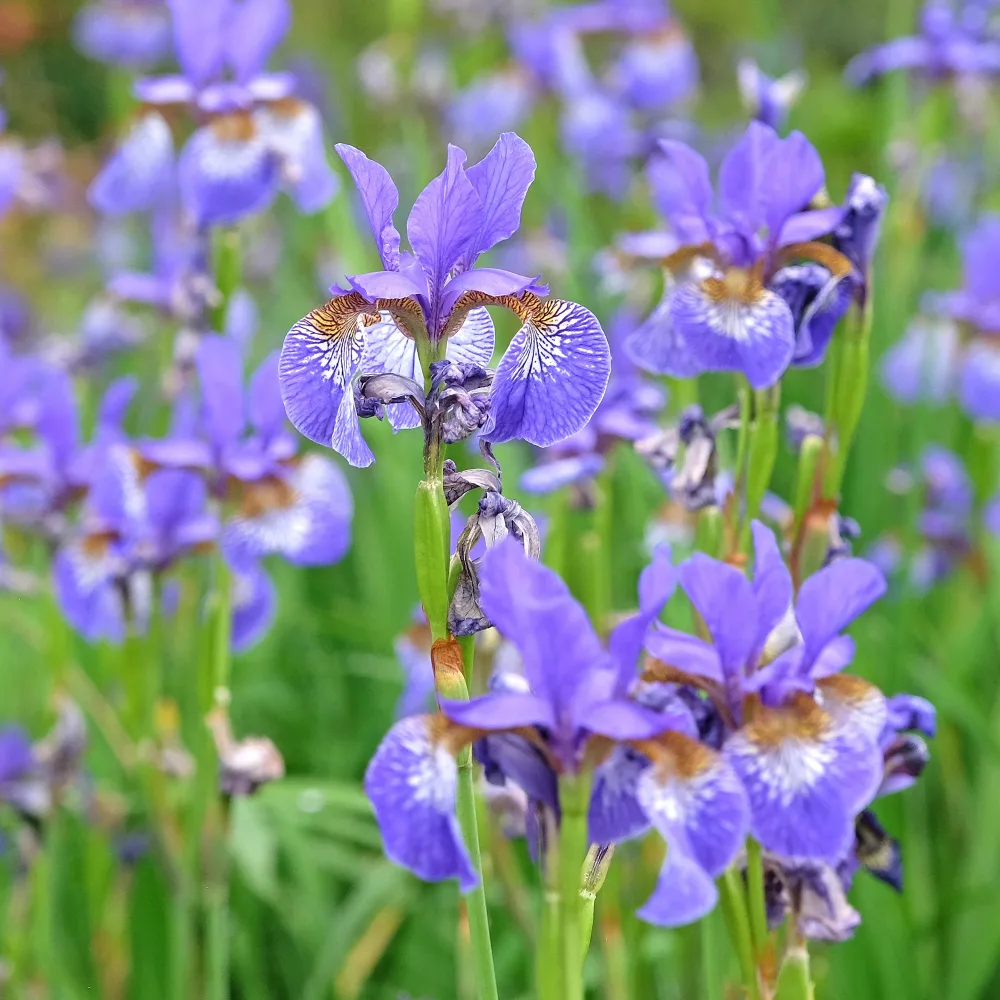 Iris versicolor Iris versicolor