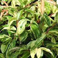 Leucothoe - Le pot de 10.5 cm