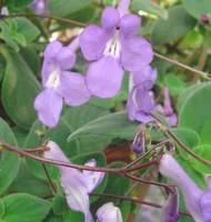 Streptocarpus - Le pot de 10.5 cm