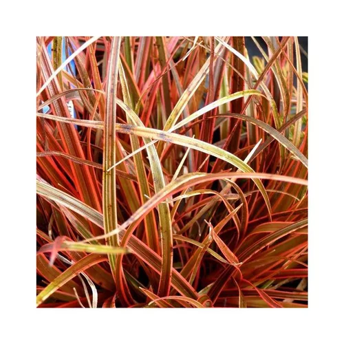 Uncinia Rubra rouge en pot de 2 L