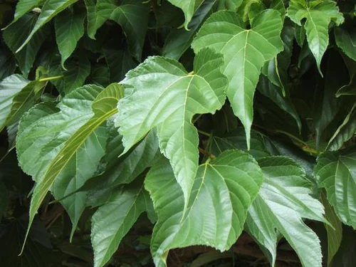 Mûrier Platane Fruitless'. Le pot de 30 litres