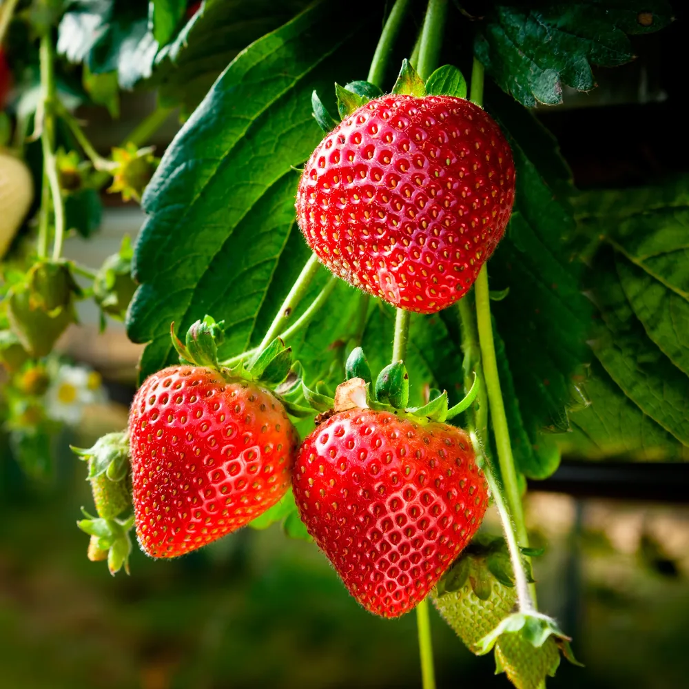 Fraisier Suprise des Marchés Fragaria × ananassa Surprise des Marchés