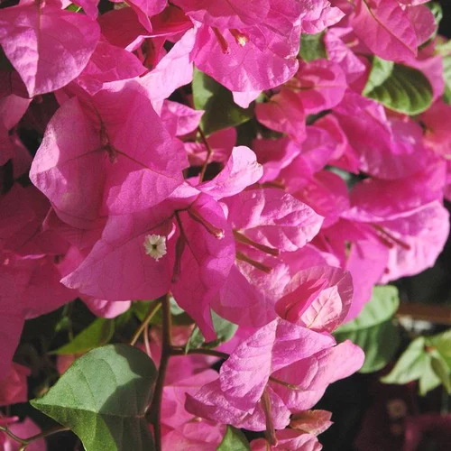 Bougainvillier ou Bougainvillée Californiana et Sanderiana à fleurs roses - Le pot Ø 35 cm avec tuteurs en colonne
