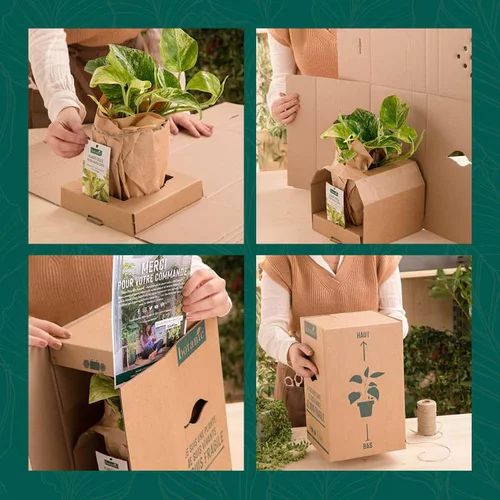 Fatsia japonica green fingers® vert. Le pot de 3 litres