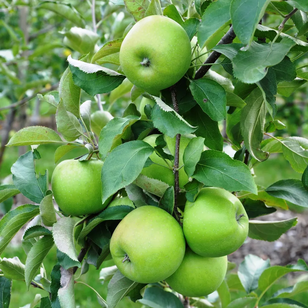 Pommier Granny Smith Malus domestica Granny Smith