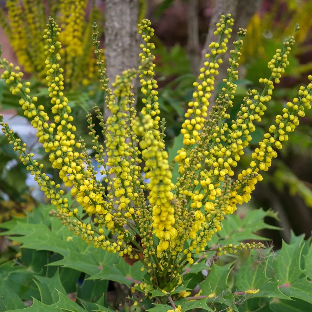 Mahonia Charity Mahonia media Charity