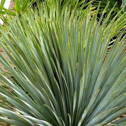Yucca rostrata. Le pot de 15 litres