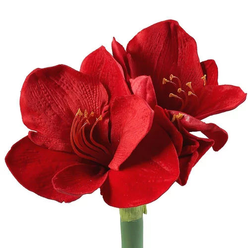 Amaryllis Rouge. Le pot diam 12 cm