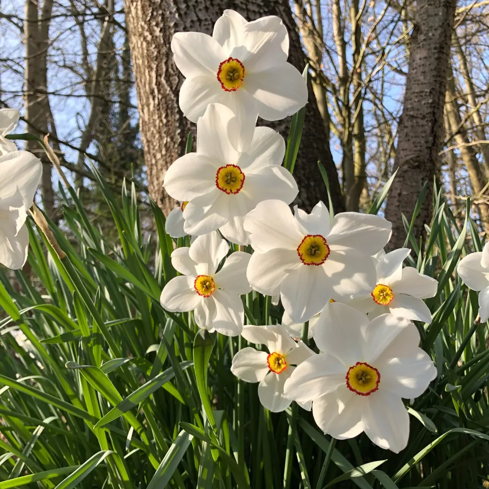 10 Narcisses des poètes Actea Narcissus poeticus Actea