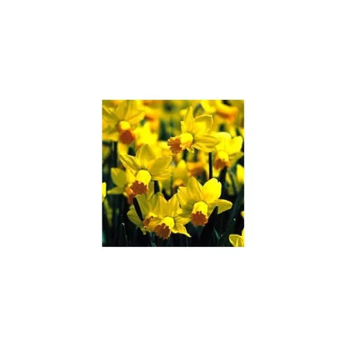 Narcisse tête a tête grillage et tissus - La composition