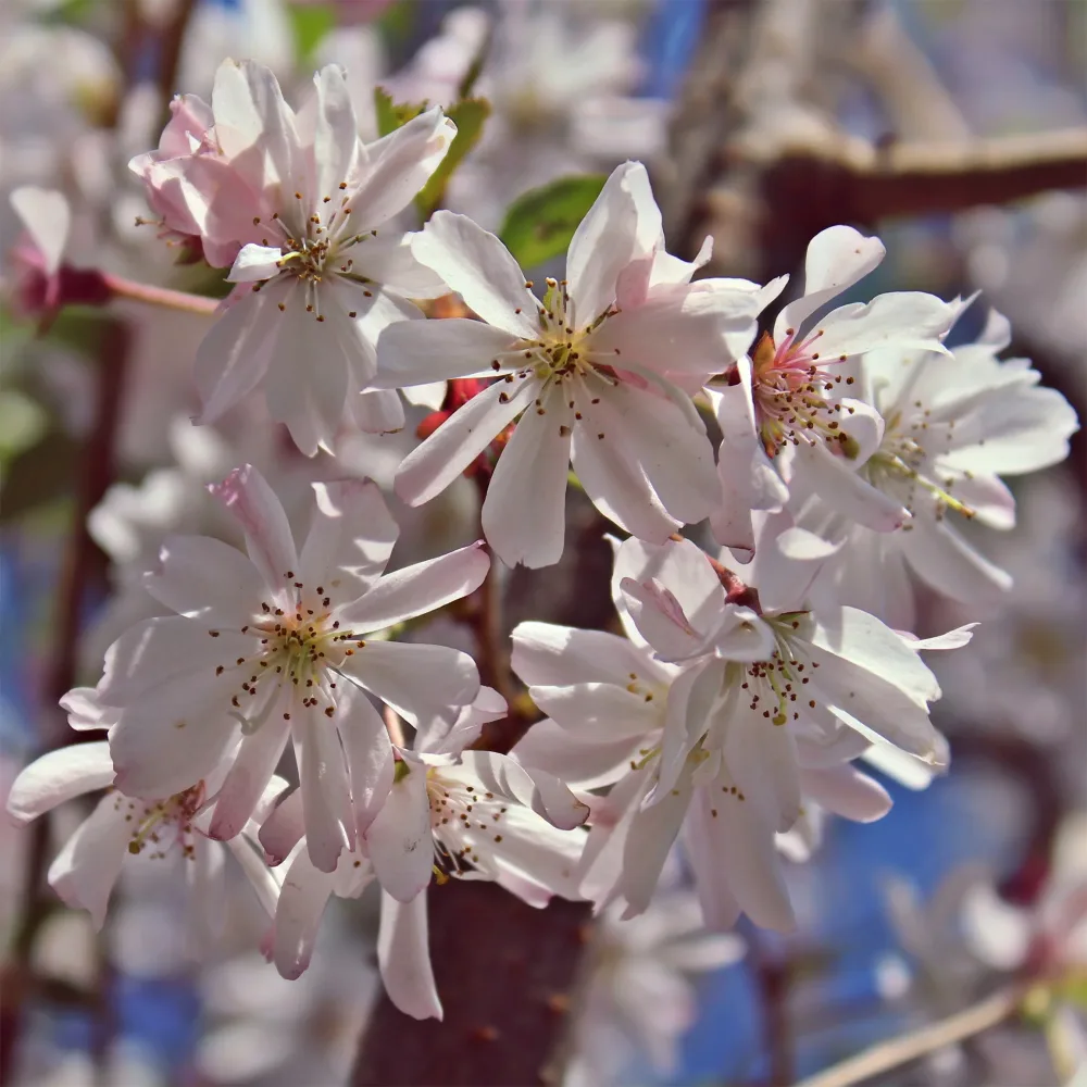 Cerisier à fleurs du Japon Autumnalis Rosea Prunus subhirtella Autumnalis Rosea