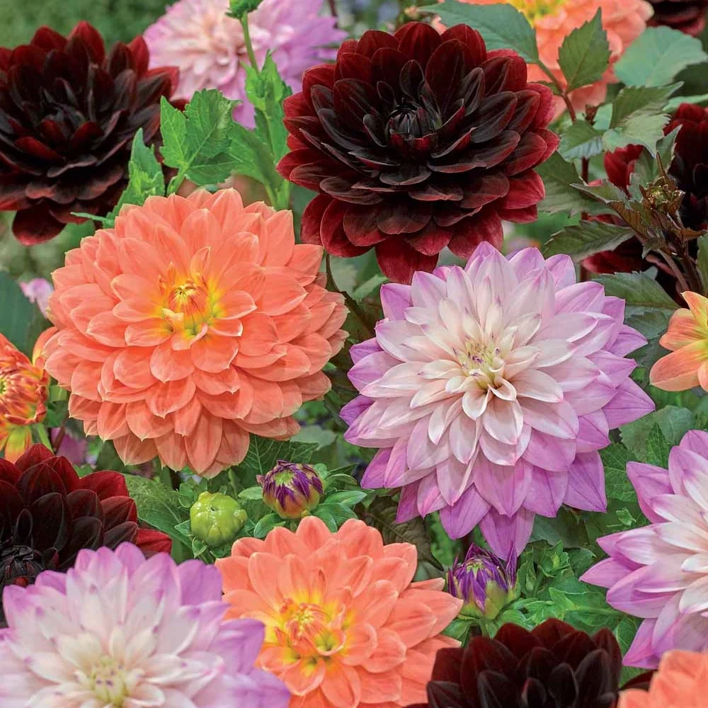 6 Dahlias en mélange Dahlia after dusk, october sky, zsarelle
