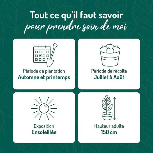 Framboisier Magnific Delbard®. Le pot de 2 litres