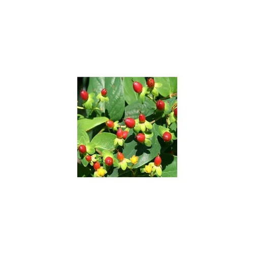 Hypericum Miracle Attraction en pot