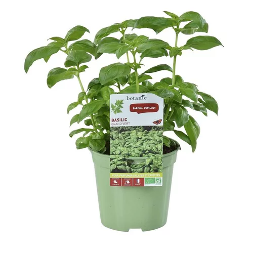 Basilic Grand Vert Bio. Le pot de 1 litre