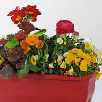 Jardinière de Printemps - La jardinière de 20 cm