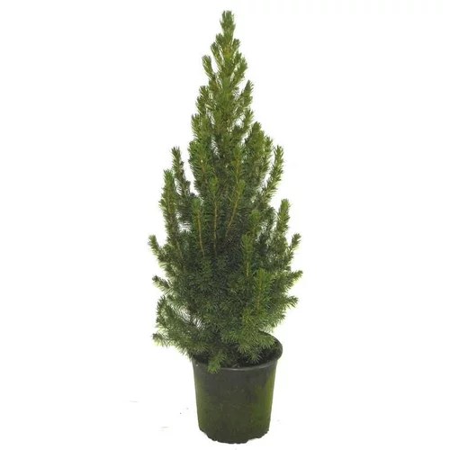 Picea Glauca Conica - Le pot de 10.5 cm