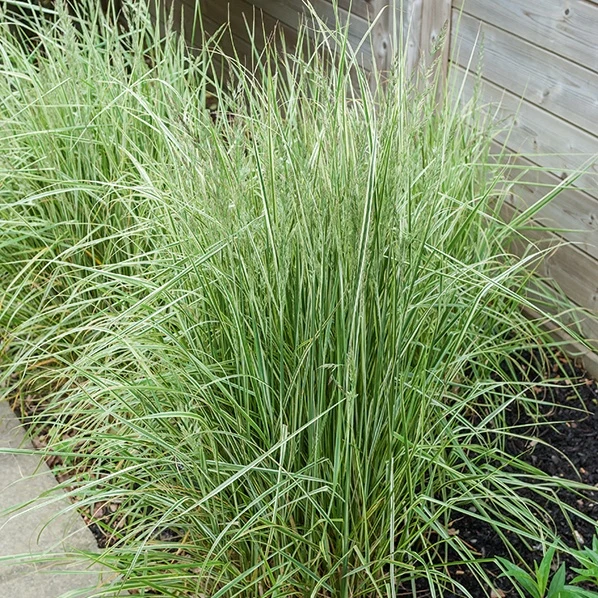 Calamagrostide panachée Overdam Calamagrostis acutiflora overdam