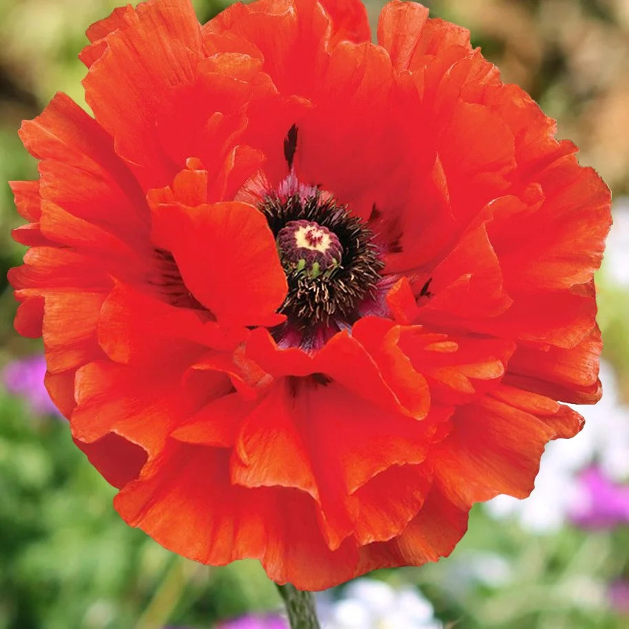 Pavot d'Orient Eyecatcher Papaver orientale eyecatcher
