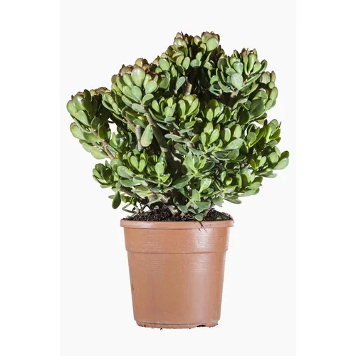 Crassula Portulacea (Plante de jade) en pot de 7 L vert