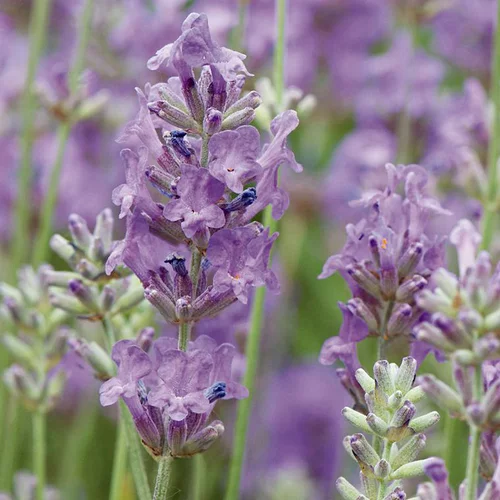 Lavande Hybride ou Lavandin à fleurs bleues - Le pot de 10 litres