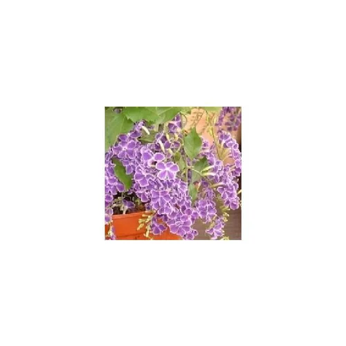 Duranta - Le pot de 3 litres