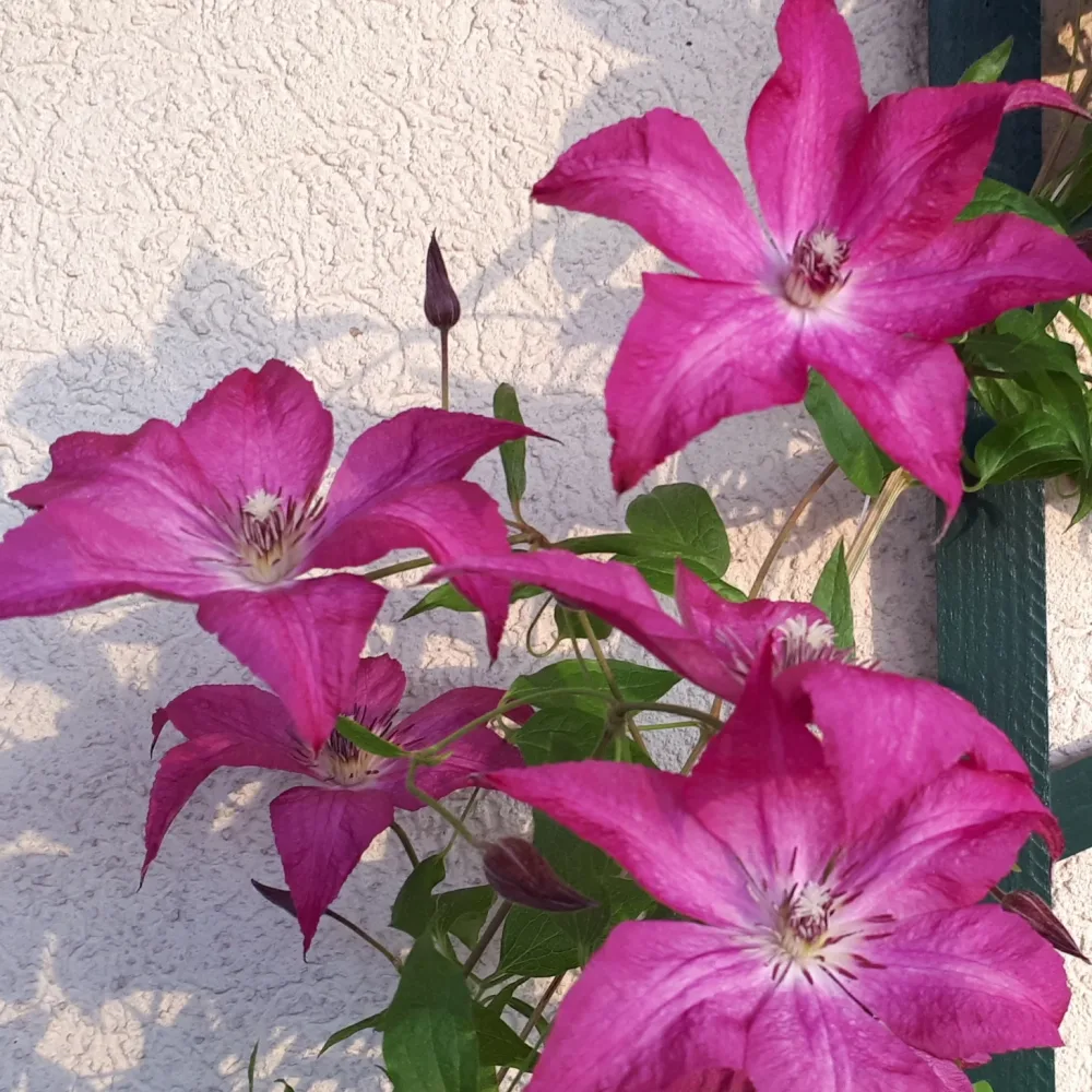 Clématite Nancy, Jour de la Terre® Clematis integrifolia nancy jour de la terre®clemi