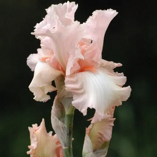 Iris des jardins Alice Goodman - Le pot de 2 litres