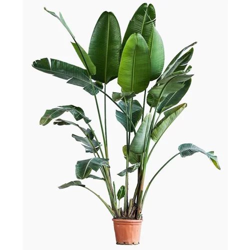 Strelitzia Augusta (Oiseau de paradis) en pot de 80 L blanc