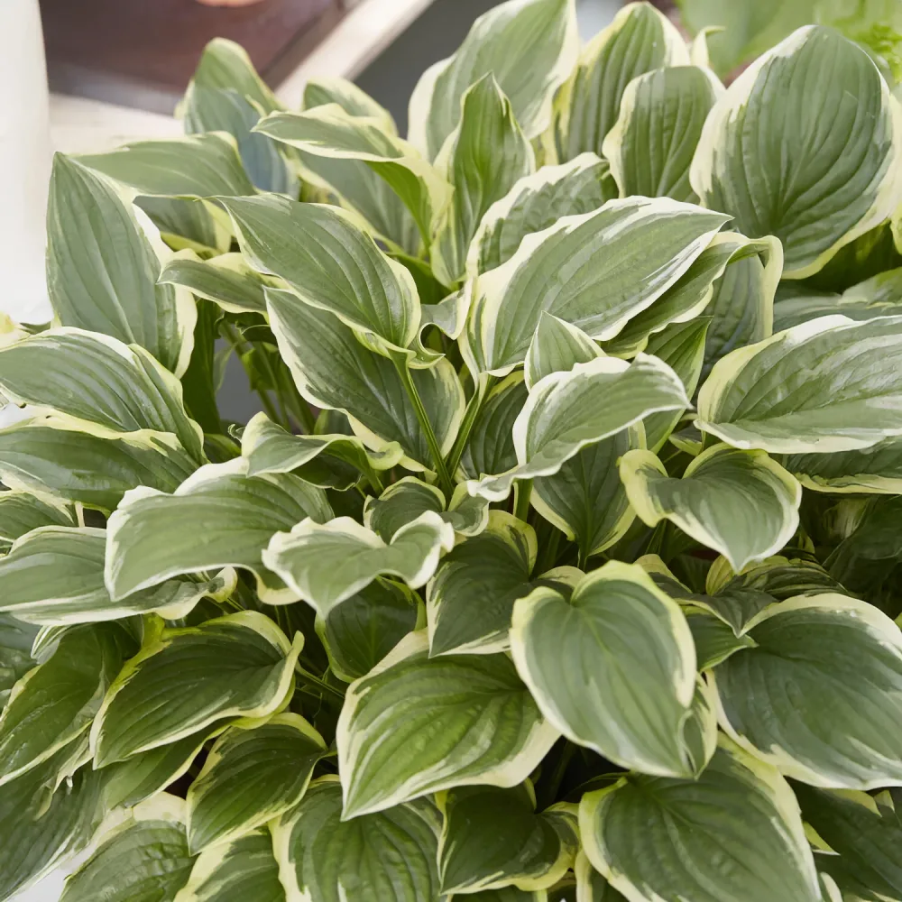 Hosta So Sweet Hosta So Sweet