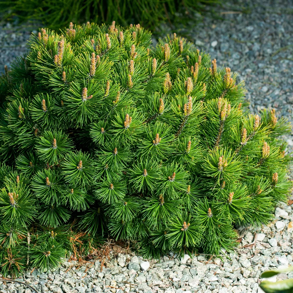 Pin des montagnes Pinus mugo