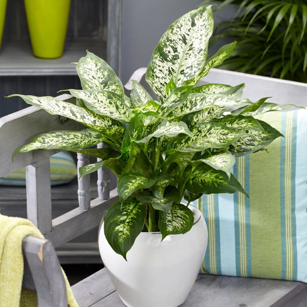 Dieffenbachia Compacta Dieffenbachia compacta