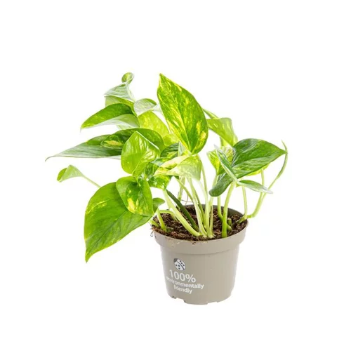 Pothos Aureus. Le pot Ø 12 cm