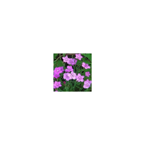Dianthus Deltoides - La barquette de 6 plants