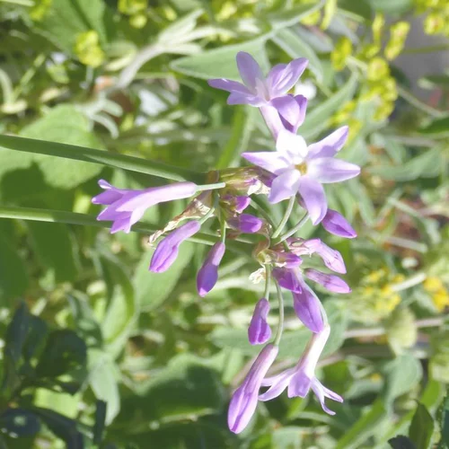 Tulbaghia Kilimanjaro - Le pot de 1 litre