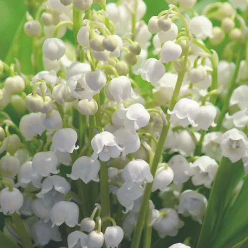 Muguet nantais - 10 brins