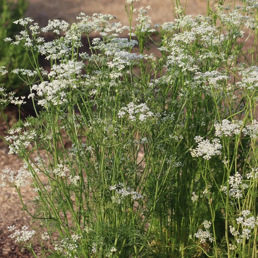 Cumin des prés Carvi Carum carvi