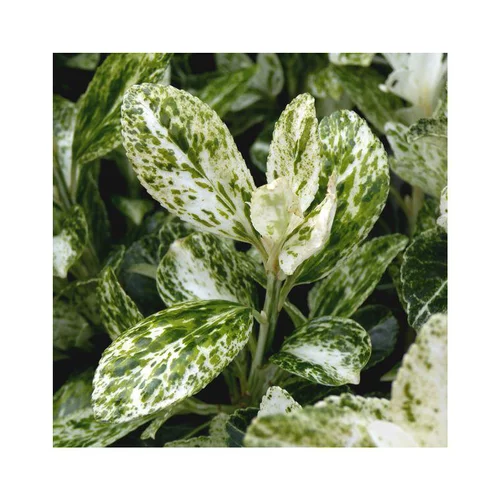 Fusain Euonymus Fortunei Harlequin en pot