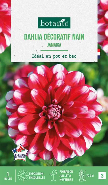 Bulbe de fleurs Dalhia décoratif nain Jamaïcain botanic® - 1 bulbe