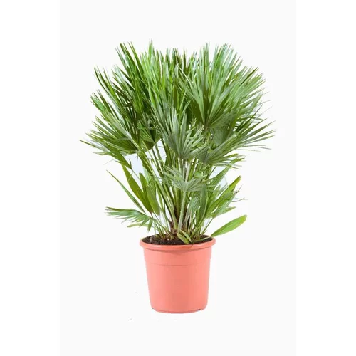 Chamaerops Humilis Vulcano en pot de 12 L vert