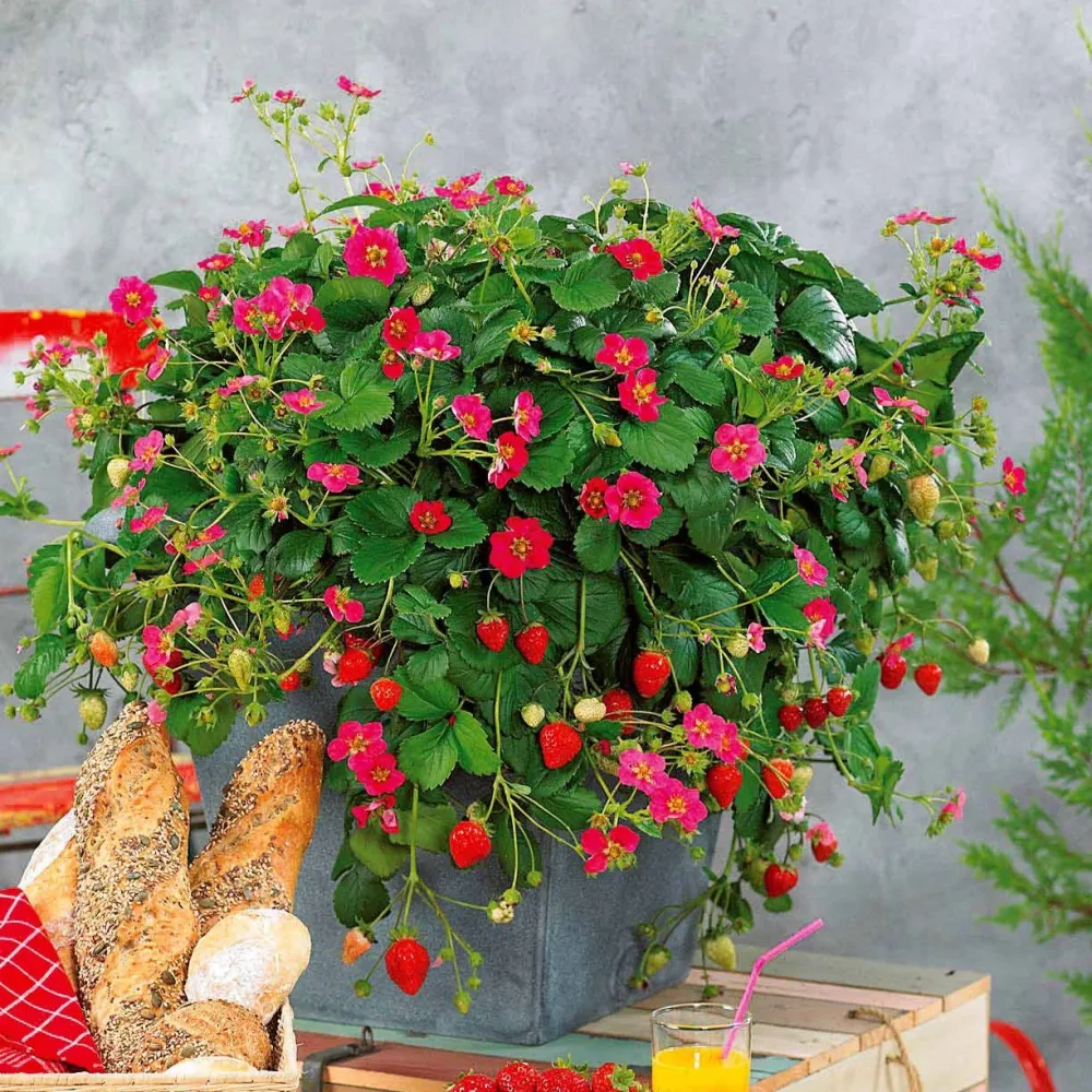3 Fraisiers remontants à fleurs roses Toscana Fragaria x ananassa toscana