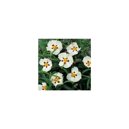 Cistus X Purpureus Alan Fradd blanc et rouge 30/40 cm en pot de 3 L