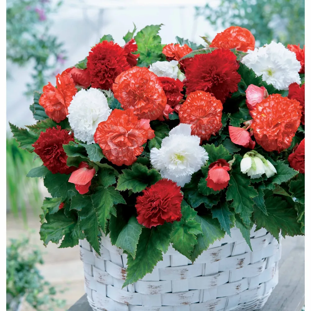 9 Bégonias fimbriata en mélange Begonia fimbriata